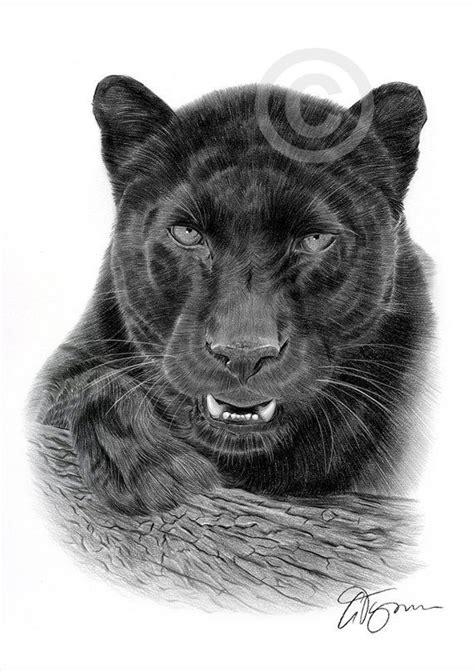 Black Panther Drawing Black Panther Tattoo Black Panther Cat Leopard