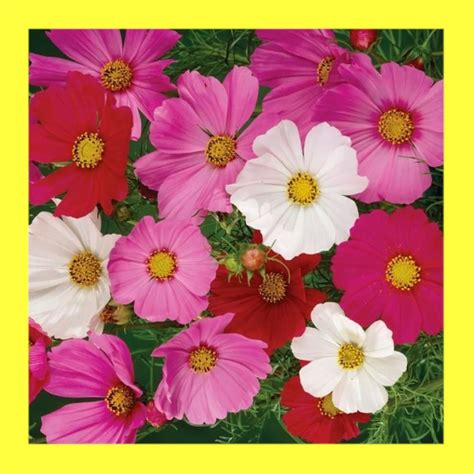 Flower Cosmos Sensation Mix Heritage Open Pollinated Seeds