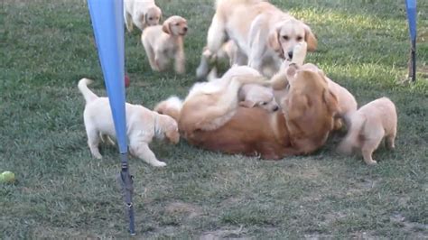 Golden Retriever Puppies Swarm Mama And Papa Youtube