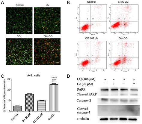 Gefitinibmediated Apoptosis Is Enhanced Via Inhibition Of Autophagy By