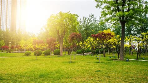 6 Ways Urban Trees Make You More Active Outdoors • Arbor ...