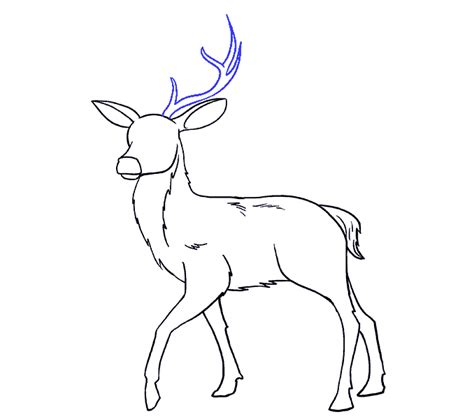How To Draw A Deer In A Few Easy Steps Easy Drawing Guides