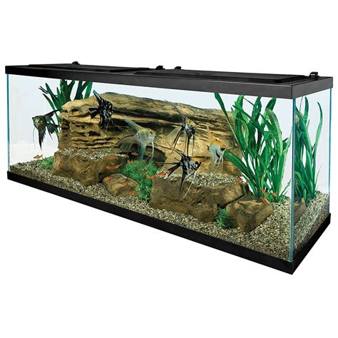 Best Goldfish Tanks Aquarium Dimensions Hot Sex Picture