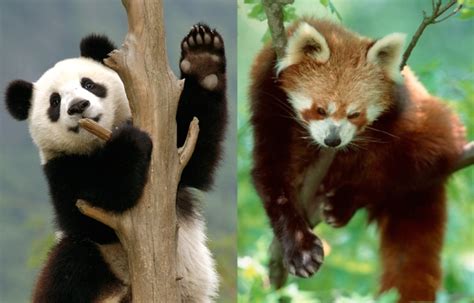How The Pandas ‘thumb Evolved Twice Nature News And Comment