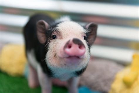 5 Things To Know Before Adopting A Mini Pig Veterinary Blog For Los