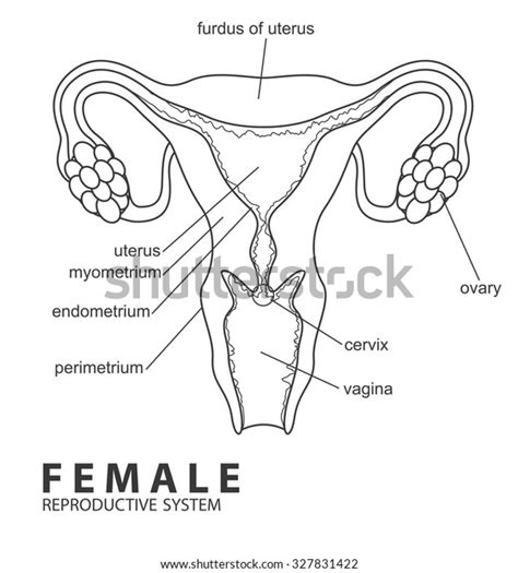Female Reproductive System Stock Vector Royalty Free 327831422