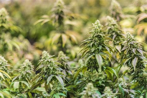 What Is A Cbd Flower Everything You Need To Know