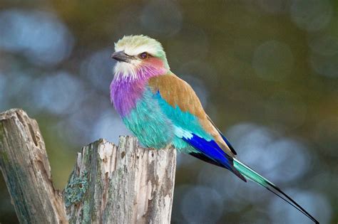 Feather Tailed Stories Lilac Breasted Roller Africa Series