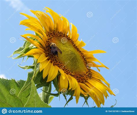 Sunflower Bloom Helianthus Annuus Stock Image Image Of Annual Heads