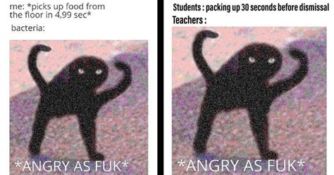 Krenckcom Trending Fun Memes Lifehacks And More These Angry Cursed Cat Memes Are Dank