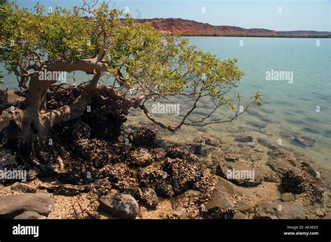 ancient white mangrove avicennia marina on the shores of cowrie cove burrup peninsula western