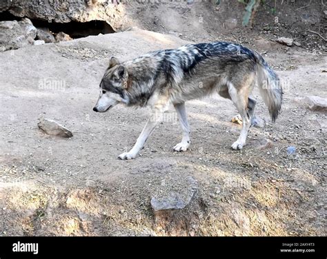 The Rare Endangered Species Mexican Gray Wolf Native To Mexico And