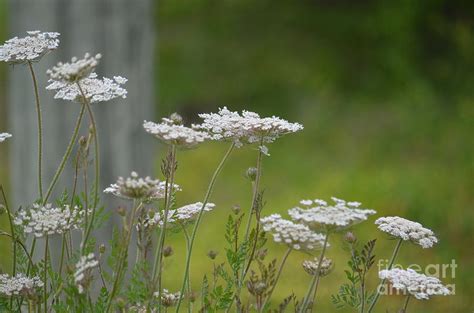 Queen Anne Lace Wildflowers Photograph By Maria Urso Fine Art America