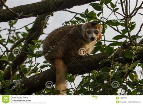 Photo Portrait Of A Beautiful Crowned Lemur Stock Image Image Of