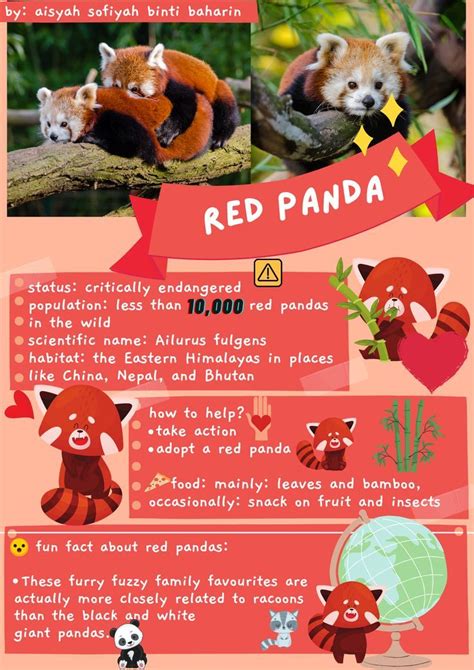 Red Pandas Panda Habitat Red Panda Endangered Pandas