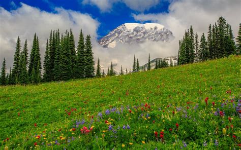 Nature Grass Flowers Meadow Slope Trees Pine Spruce Fir Mountains Clouds Sky Wallpaper