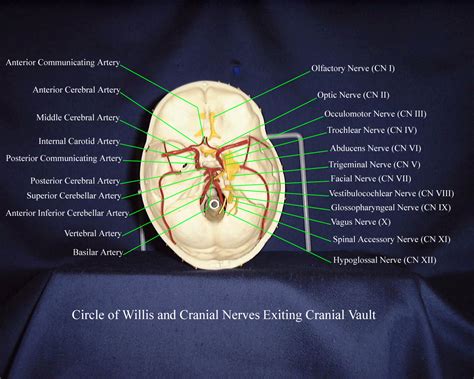 Circle Of Willis Cranial Nerves