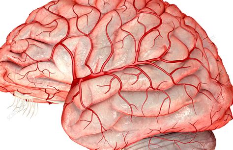 Middle Cerebral Artery Stock Image F002 0551 Science Photo Library