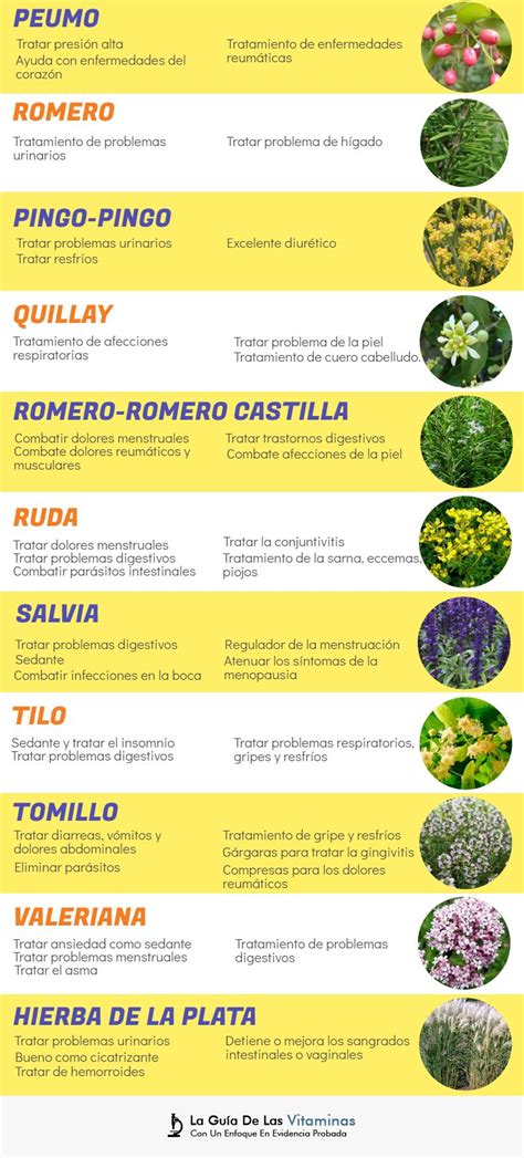 44 Plantas Medicinales Para Qué Sirven Y Como Cultivarlas La Guía De