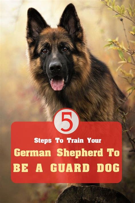 5 Steps To Train Your German Shepherd To Be A Guard Dog German