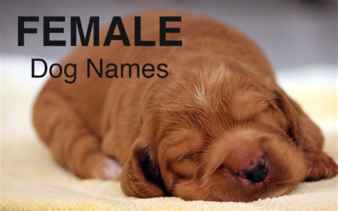 Dog Names Great Ideas For Naming Your Puppy The Happy