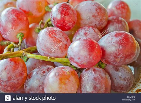 Grape Vitis Vinifera Stockfotos And Grape Vitis Vinifera Bilder Alamy