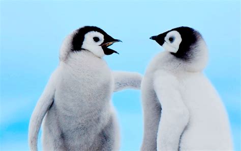 Cute Baby Penguins Wallpaper 1280x800 45968