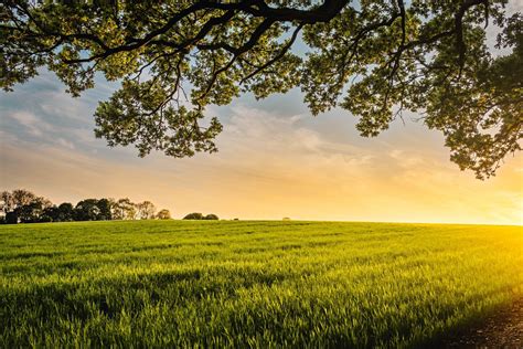 Free Images Landscape Tree Nature Horizon Sky Field Meadow
