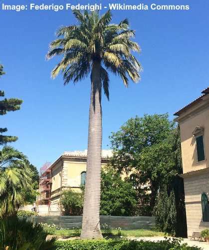 74 Types Of Palm Trees With Identification Guide Pictures And Name