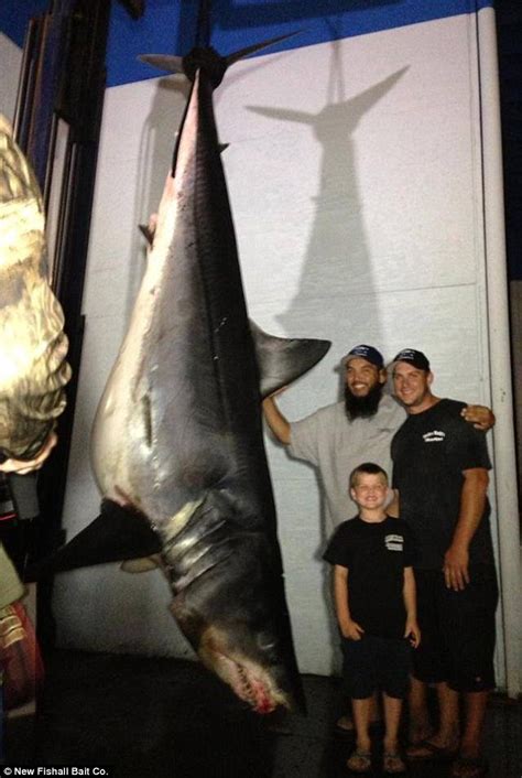 Have you ever wanted to catch one for yourself? TV crew that caught 'biggest mako shark ever' sparks ...