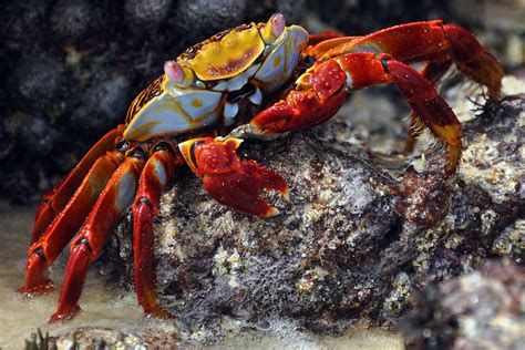 Crab Ocean Deep Sea And Ocean Sea Squirt Ocean Acidification Image