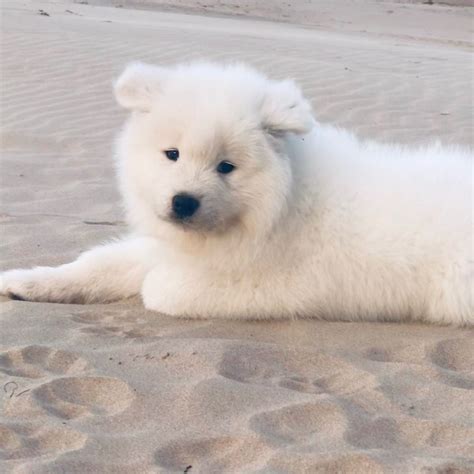 Samoyed Puppies For Sale Raising Samoyeds