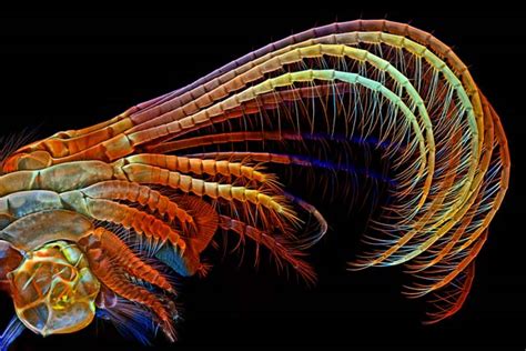 The Alien And Eerie Beauty Of The Years Best Microscopic Photos