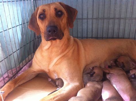 Please try one of the following options. Rhodesian ridgeback puppies for sale !! | Newport, Newport ...