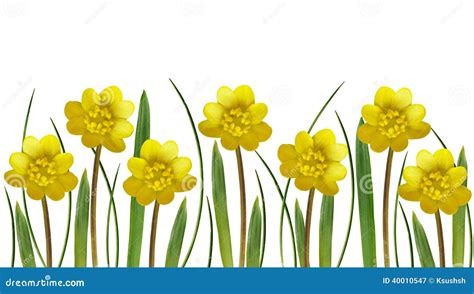 Yellow Spring Flowers And Grass Stock Image Image Of Line Blade