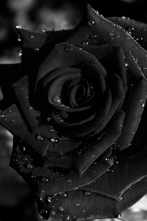 Pin By Kiera Taylor On Dark Real Black Roses Black Rose Black Roses