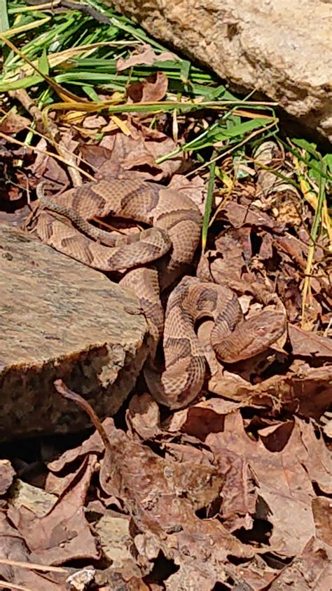 Copperhead Venomous Snakes Nc Ghalibghazals
