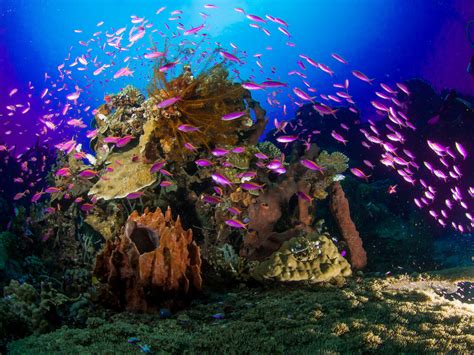 Les 7 Meilleurs Récifs De Corail Du Monde Pour Faire De La Plongée Sous