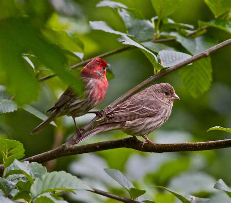 House Finch Pair Jerry Mcfarland Flickr