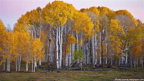 Everything You Need To Know About Birch Trees