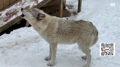 Team 12 Investigation Finds Animal Rescue For Wolf Dog Hybrids Did Not