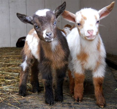 Baby Pygmy Goats For Sale Near Me