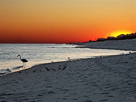 The Birds At Sunset Photograph By Larry Roby Fine Art America