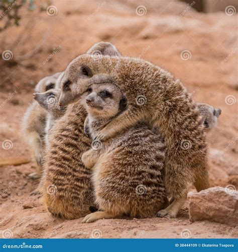 Group Of Meerkats Hugging Royalty Free Stock Images Image 38444109