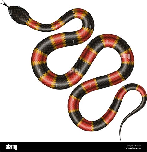 Coral Snake Vector Illustration Isolated Tropical Snake On White Stock