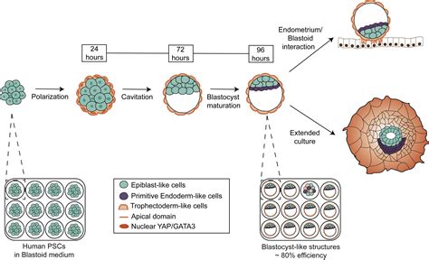 Human Blastoids 3 0 Cell Stem Cell