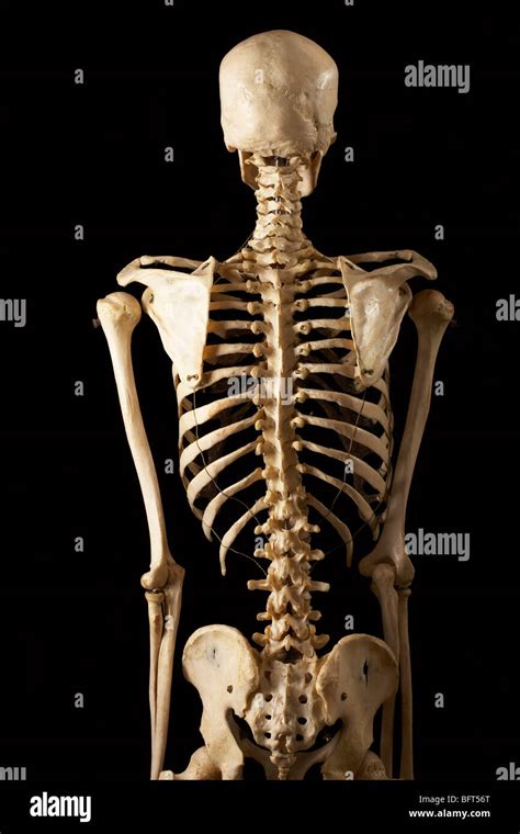 Posterior View Of Skeleton Stock Photo Alamy
