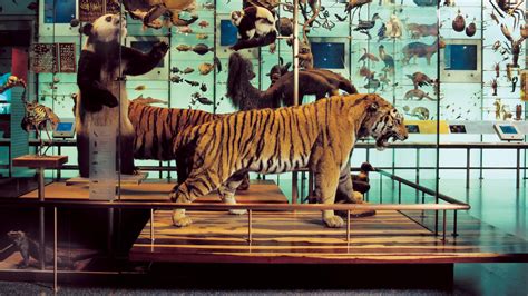 Siberian Tiger Exhibit In The Hall Of Biodiversity Amnh