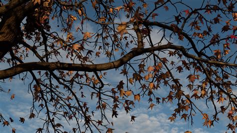 Download Wallpaper 3840x2160 Tree Branches Leaves Dry Autumn 4k Uhd