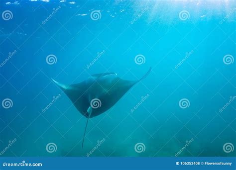 Beautiful Manta Ray Flying Underwater In Sunlight In The Blue Sea Stock